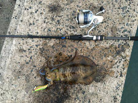 エギングのちウキ釣り